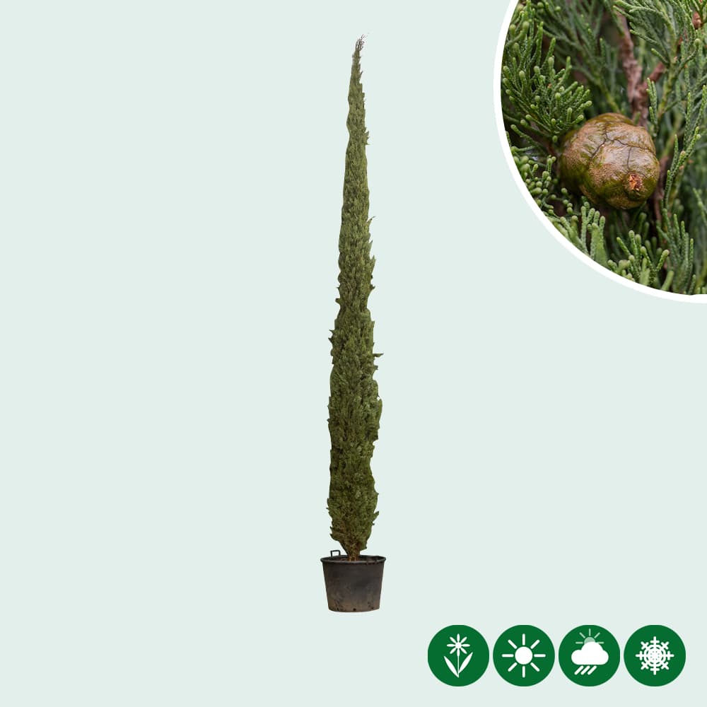 Italienische Zypressen