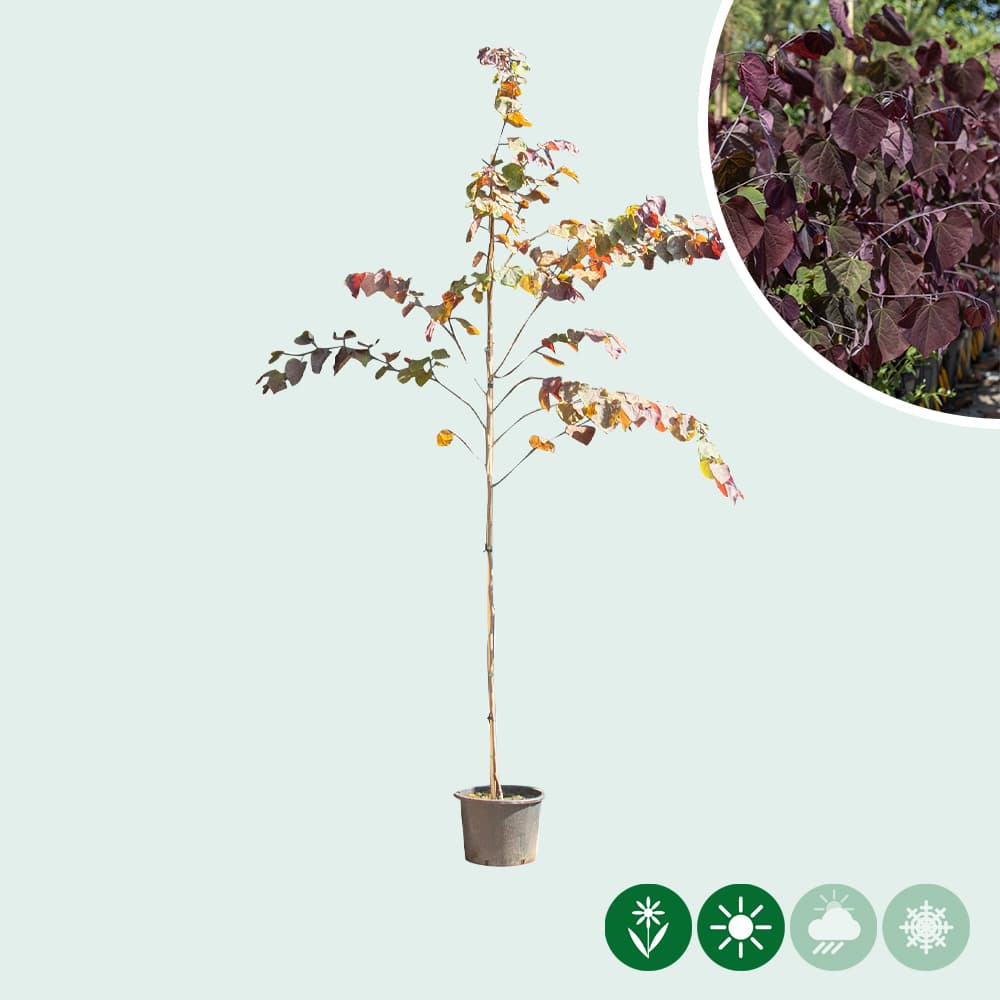 Judasbaum Forest Pansy Hochstamm