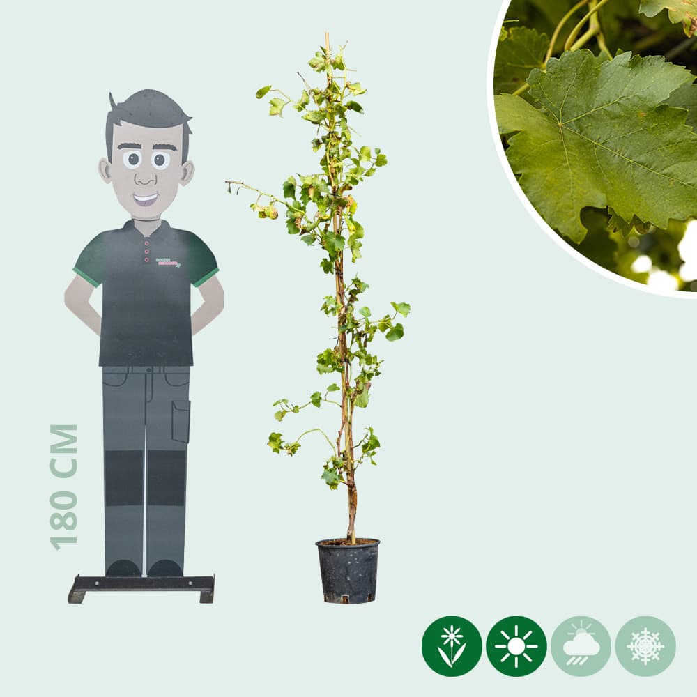 Weinbaum Weiß auf Stock