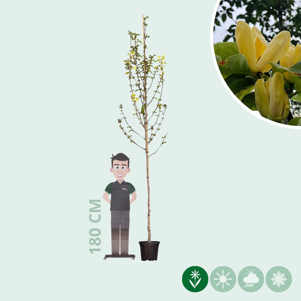 Magnolie 'Yellow Bird'