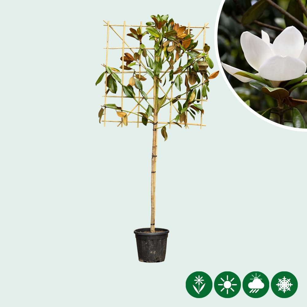 Magnolie grandiflora als Spalier