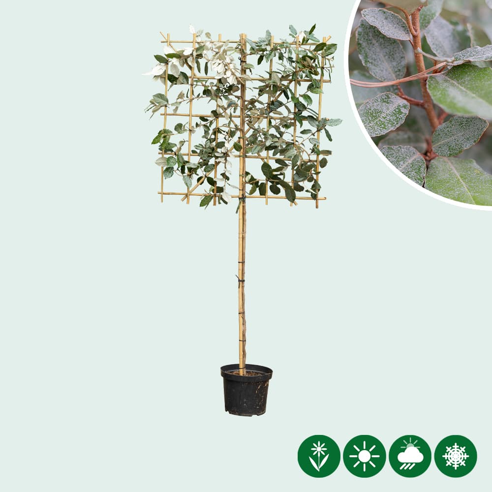 Ölweide Spalierbaum