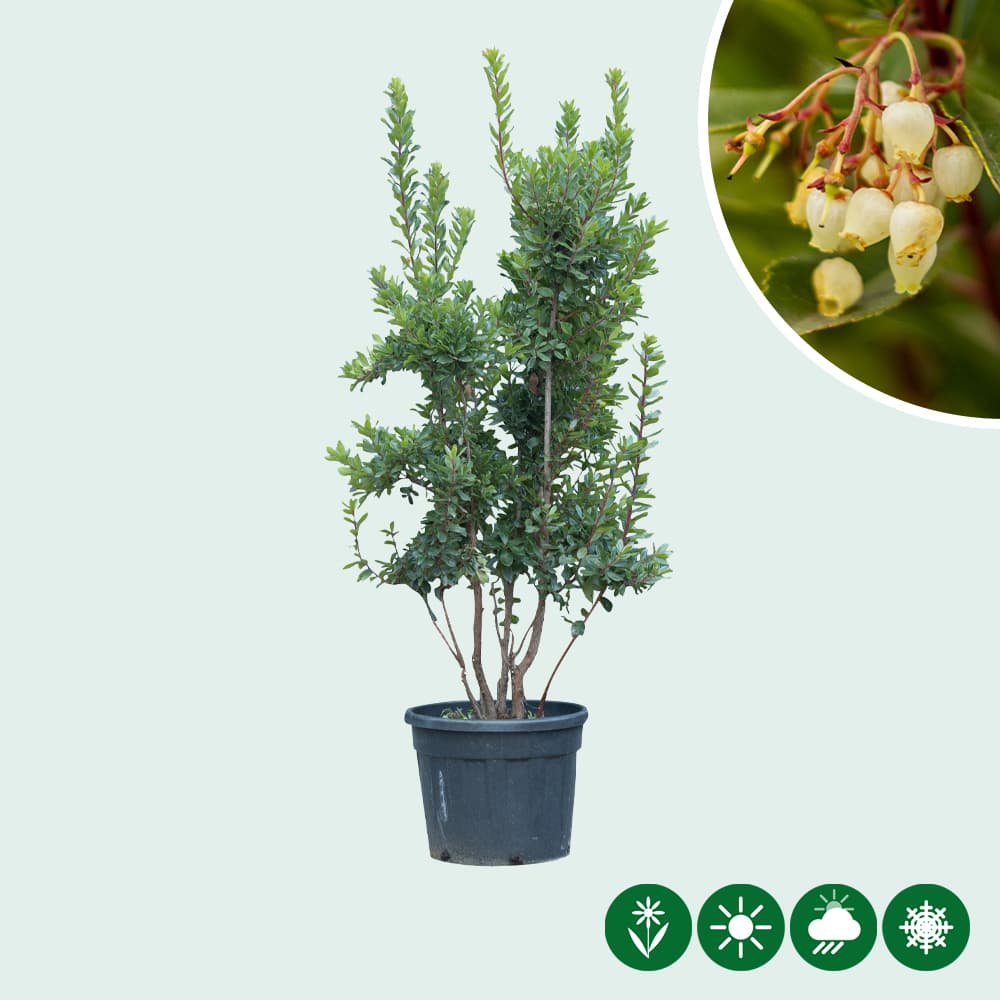 Erdbeerbaum  mehrstämmig