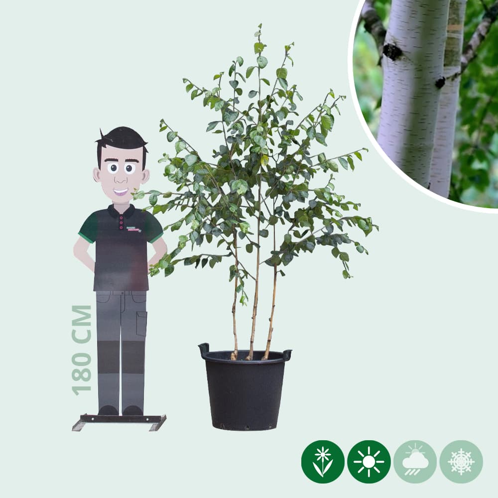 Himalaya-Birke mehrstämmig