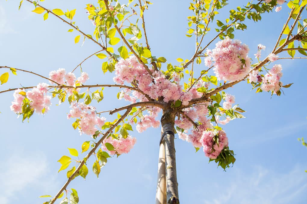 Japanische Blütenkirsche Dachform