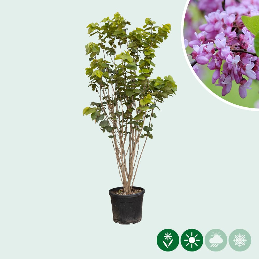 Gewöhnlicher Judasbaum mehrstämmig