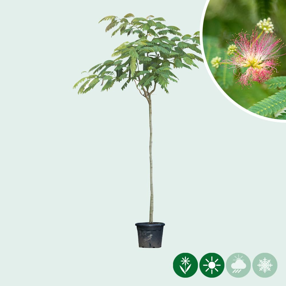 Albizia julibrissin 'Ombrella'