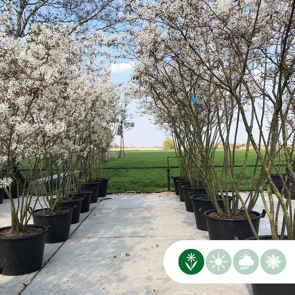 Mehrstämmige Felsenbirne