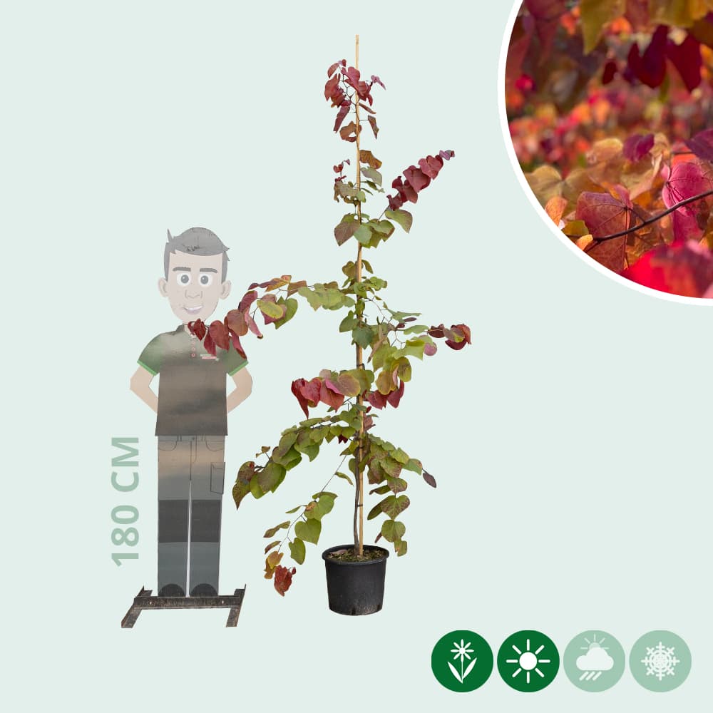 Judasbaum Eternal Flame