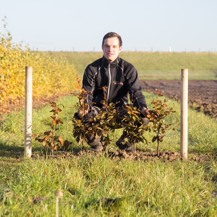 Blutbuchenhecke pro Meter einreihig