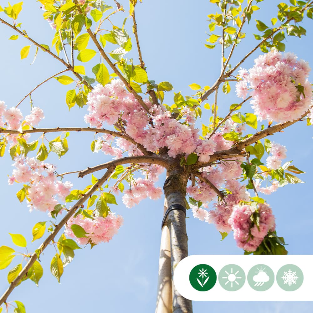 Japanische Hänge-Blütenkirsche