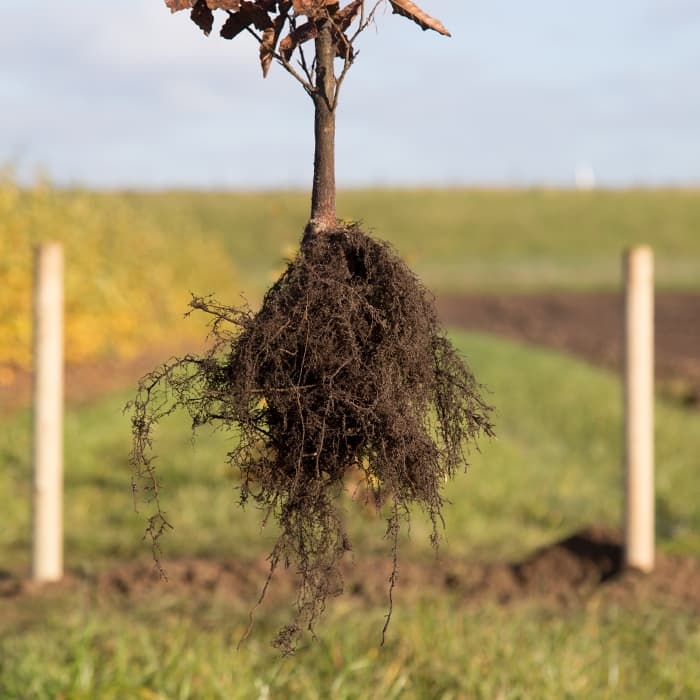 Blutbuchenhecke pro Meter einreihig
