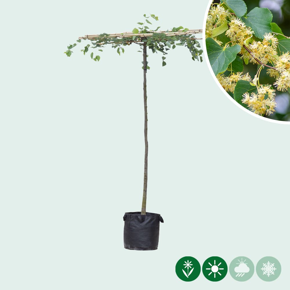 Linde quadratisches Dach