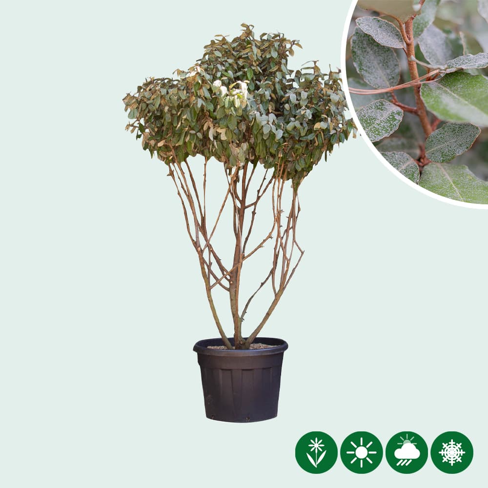 Ölweide mehrstämmig