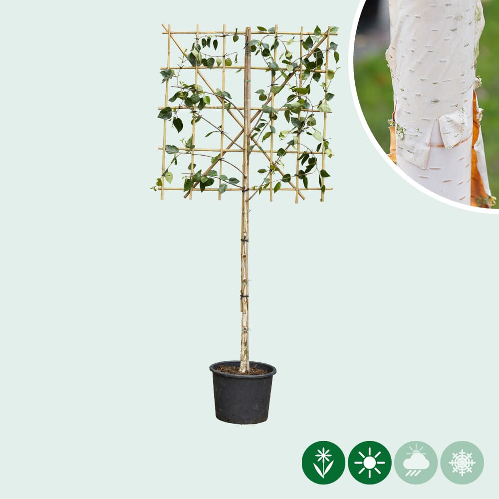 Himalaya-Birke als Spalier