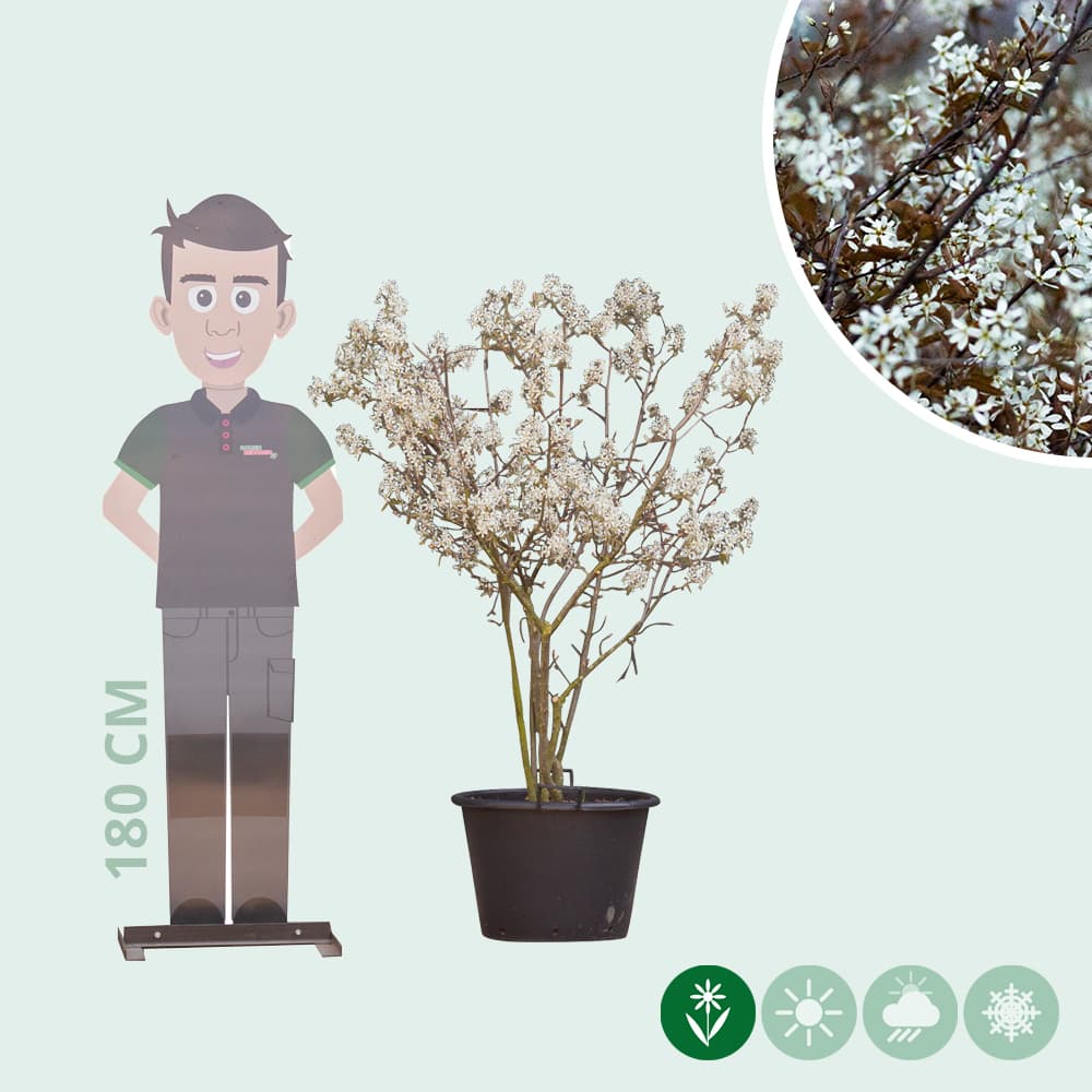 Mehrstämmige Felsenbirne