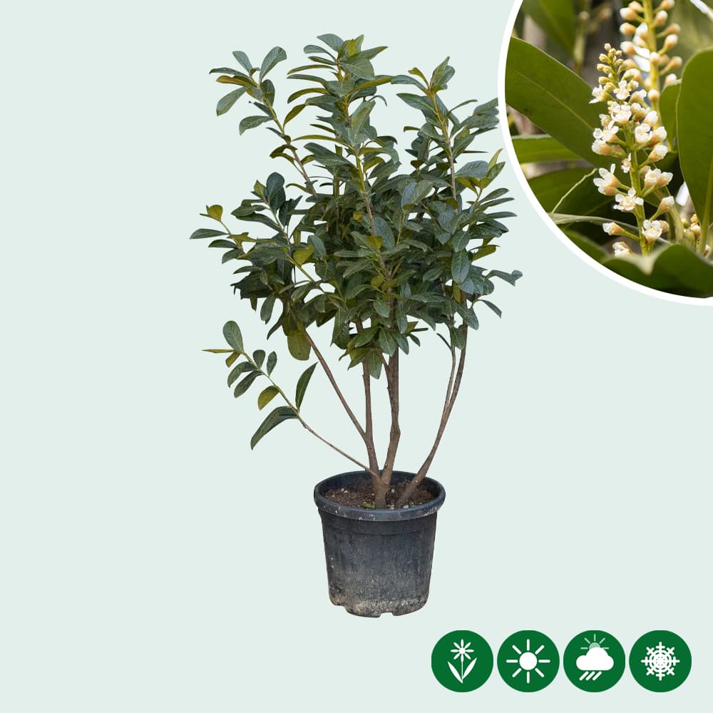 Kirschlorbeer mehrstämmig