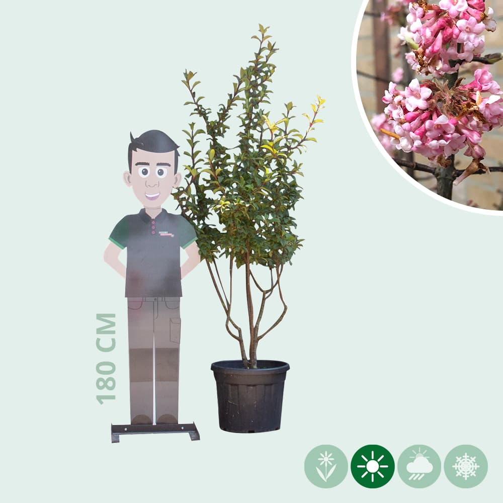 Schneeball mehrstämmig