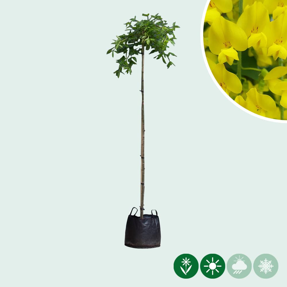 Hängender Goldregen