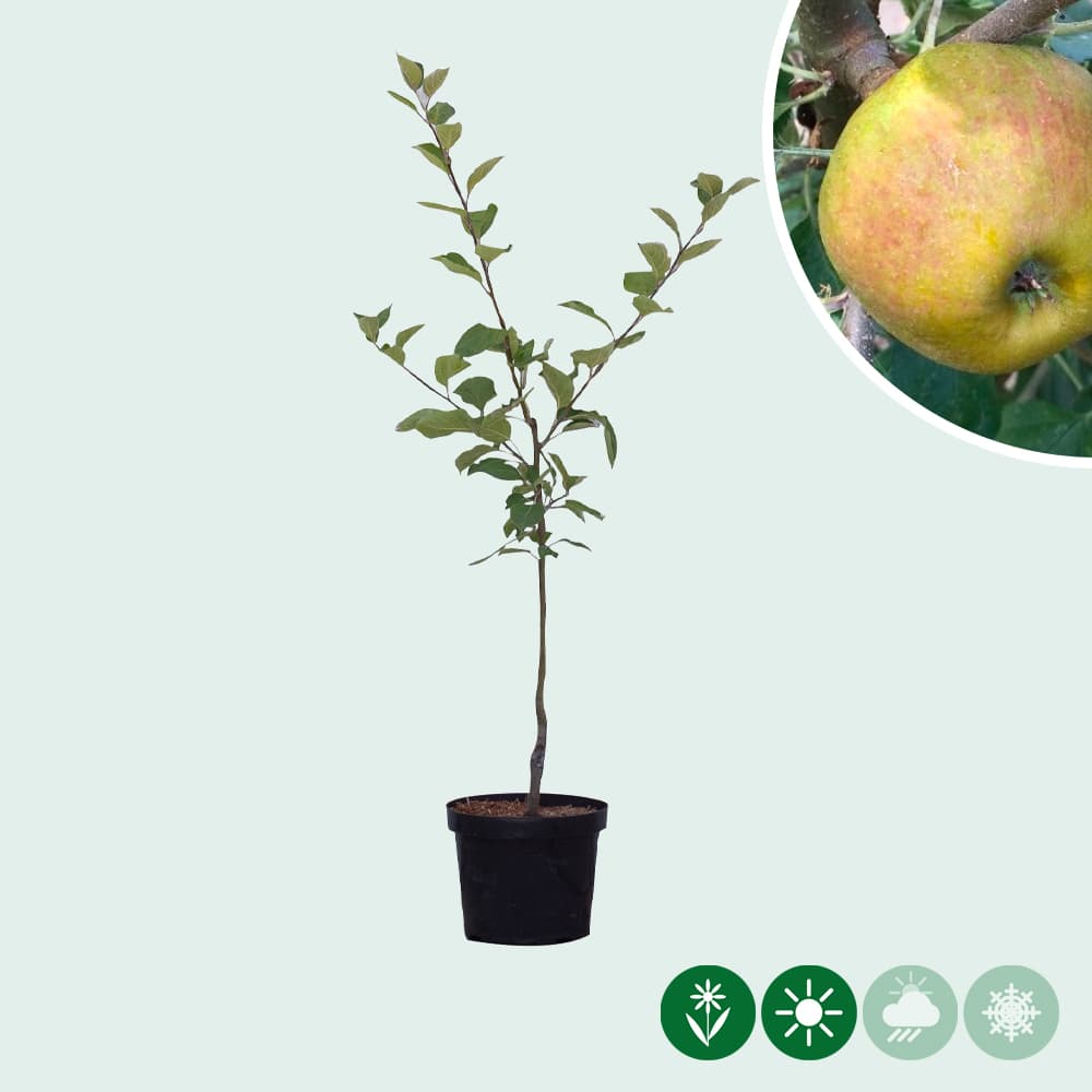 Malus d. 'Schone van Boskoop'/'Goudreinette'