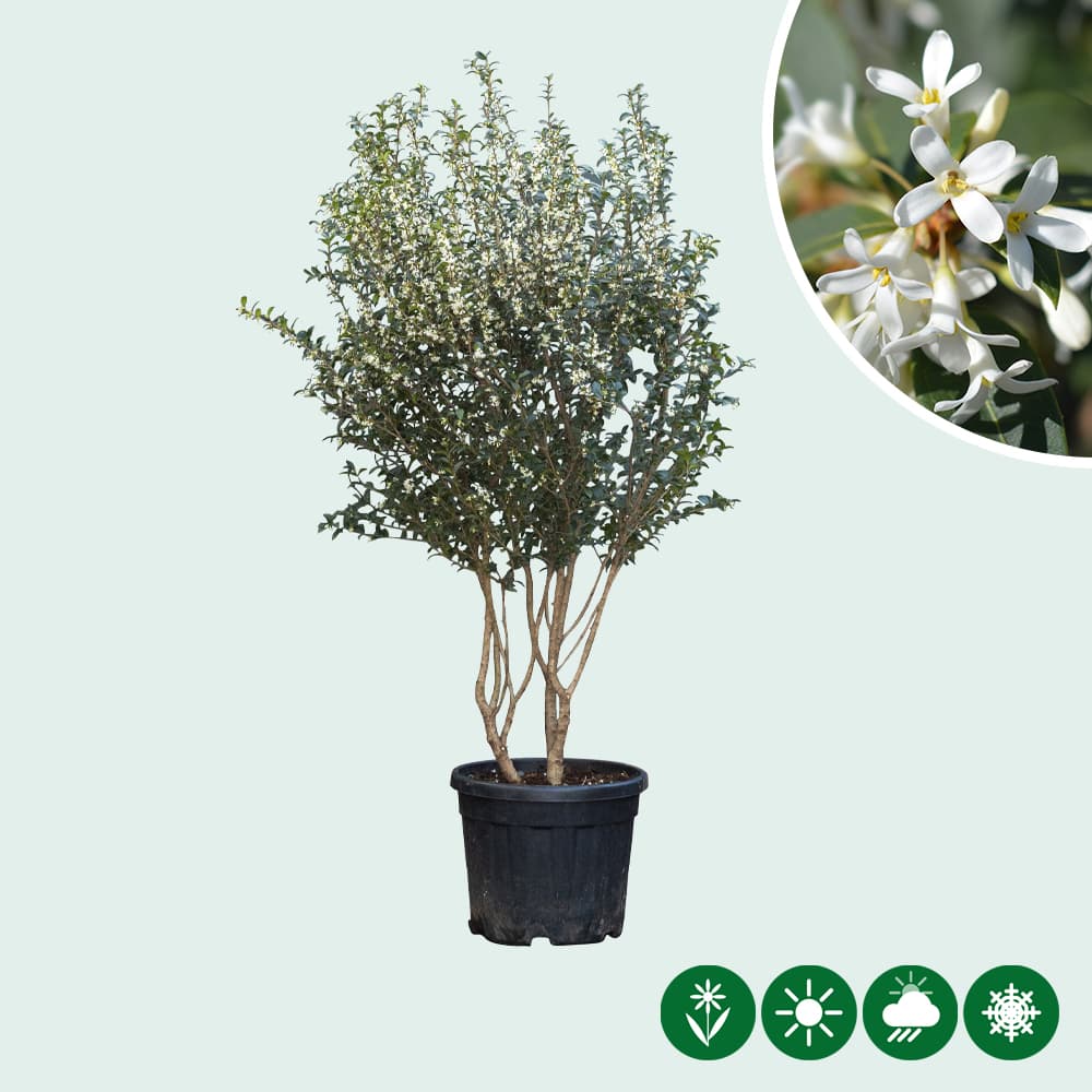 Falsche Stechpalme burkwoodii mehrstämmig