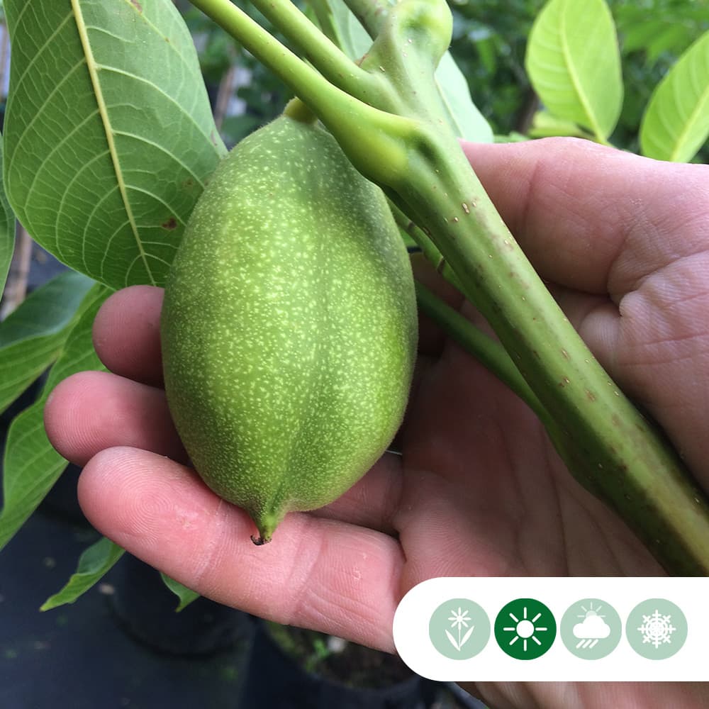 Walnussbaum Lange van Lod