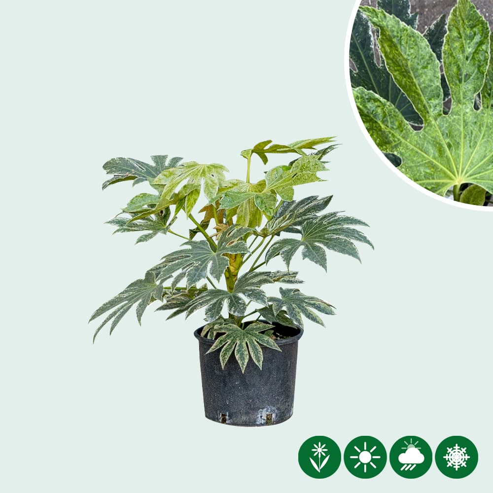 Zimmeraralie Spiders web