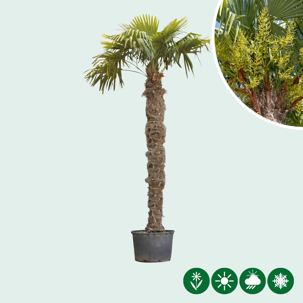 Chinesische Hanfpalm