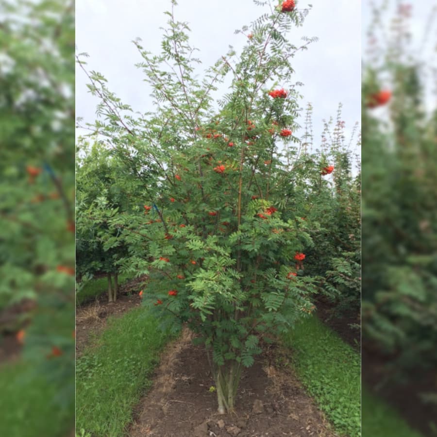 Vogelbeere mehrstämmig 2