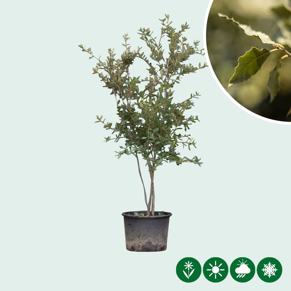 Mehrstämmige Steineiche