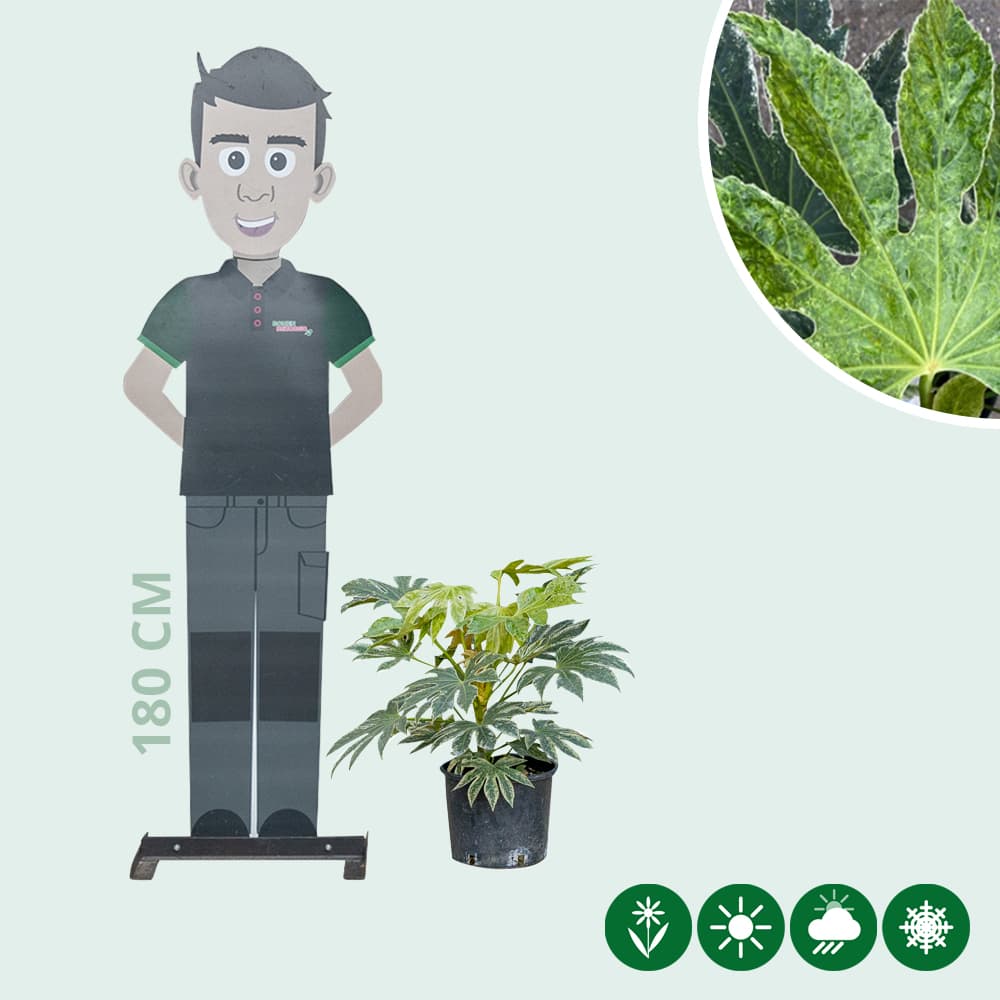 Zimmeraralie Spiders web