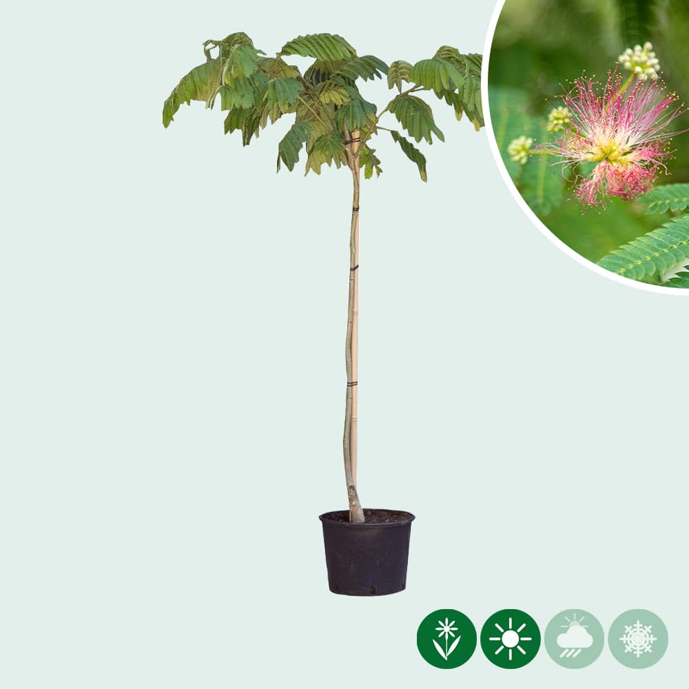 Persischer Schlafbaum