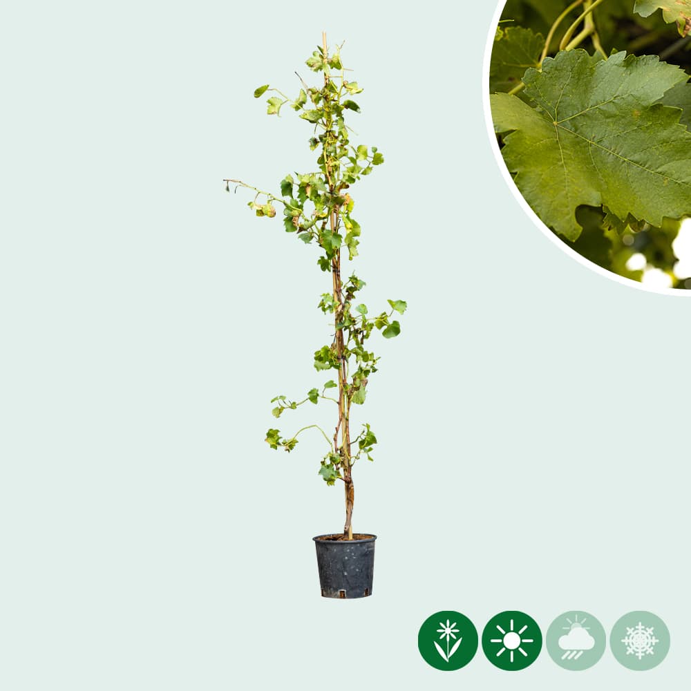 Weinbaum Weiß auf Stock