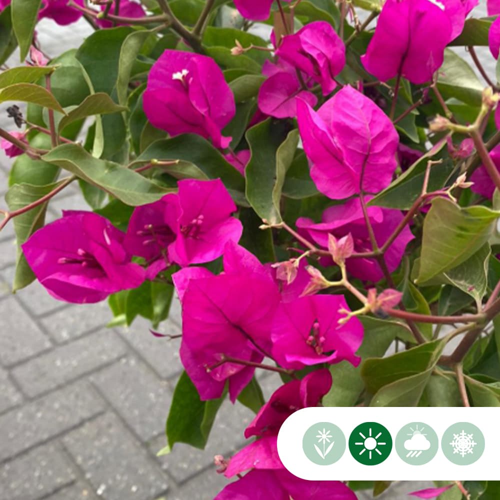 Bougainvillea glabra 'Alexandra'