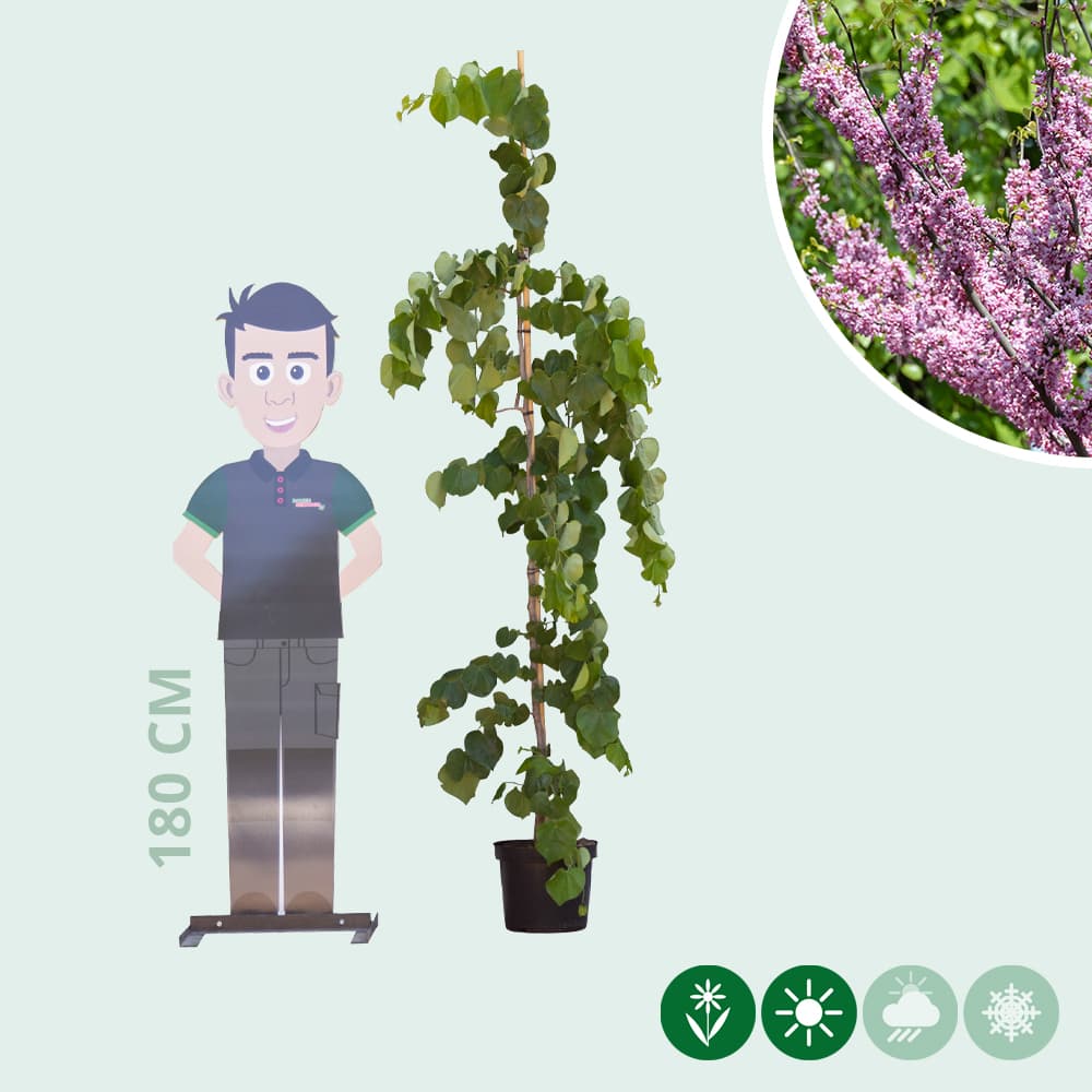 Judasbaum Lavender Twist