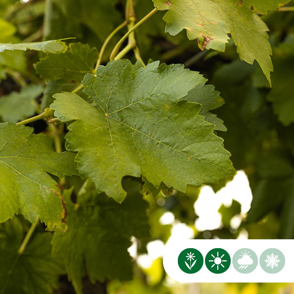 Weinbaum Weiß auf Stock