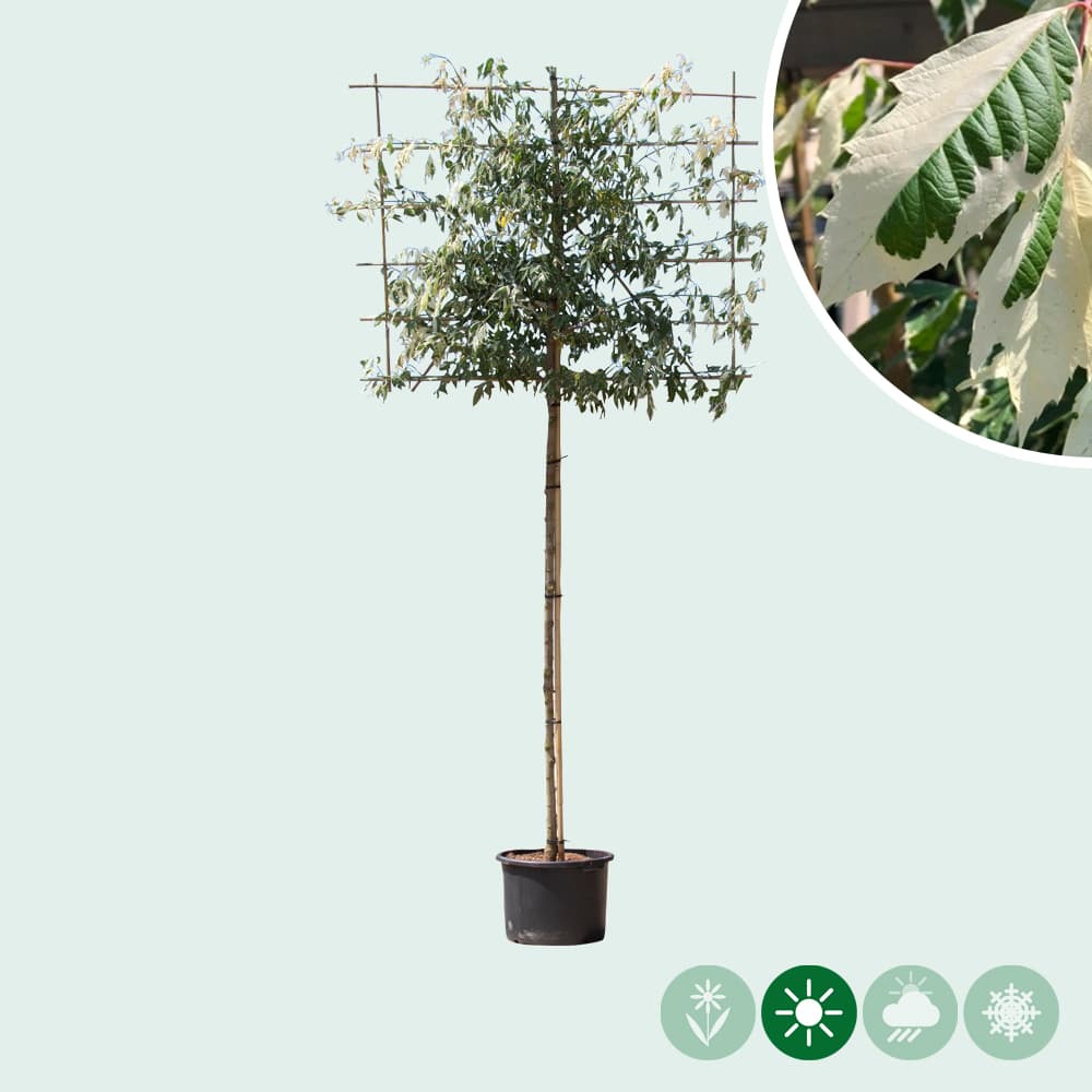 Bunter Eschenahorn als Spalier 