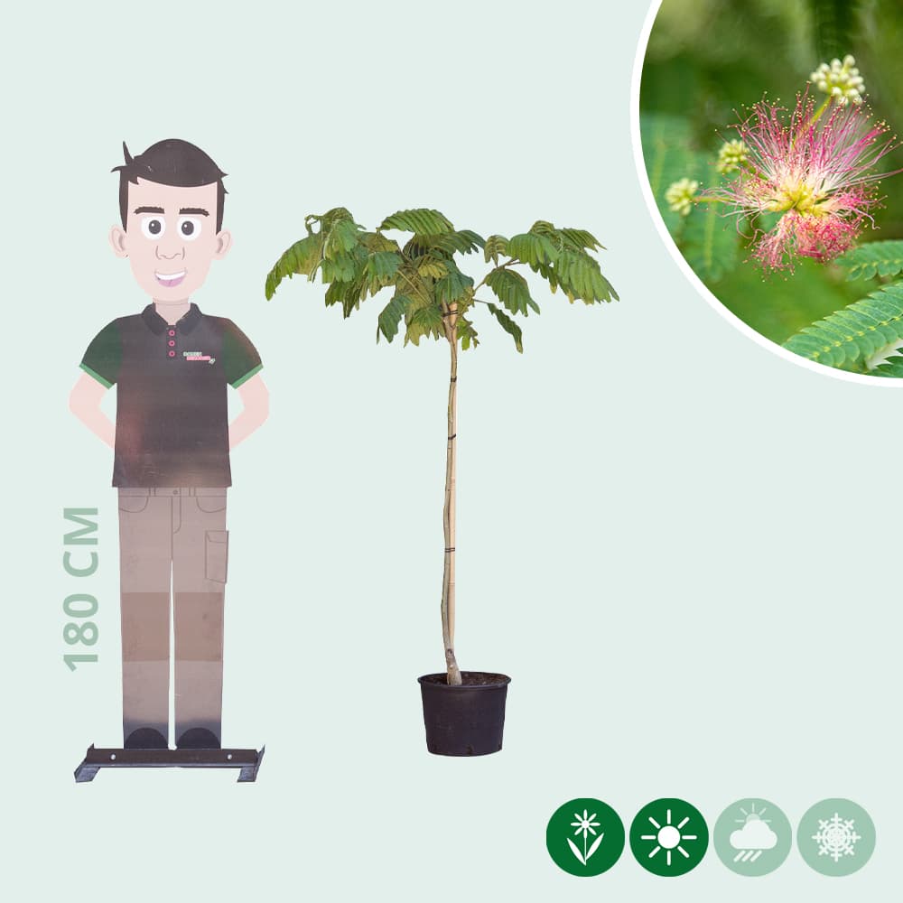 Persischer Schlafbaum