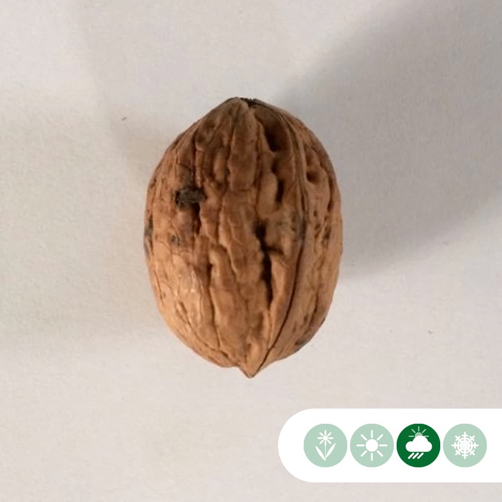 Walnussbaum mit rotem Fruchtfleisch