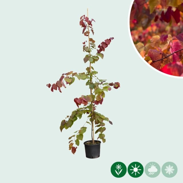 Judasbaum Spalier Eternal Flame