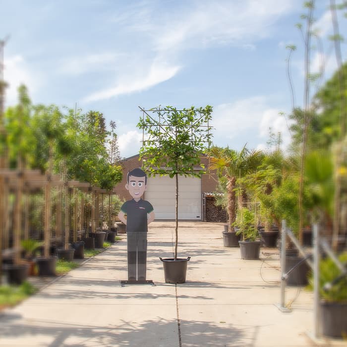 Hainbuche als Spalier