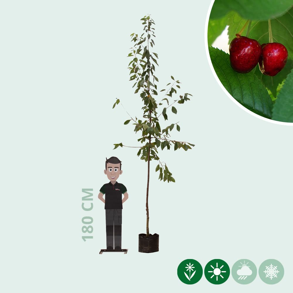 Großer Kirschbaum Prunus a. 'Stella'