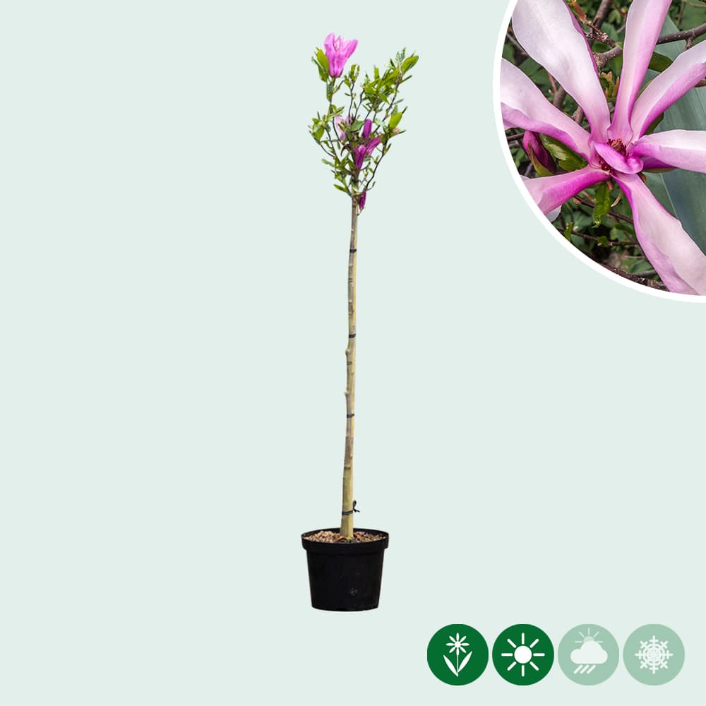 Magnolie 'Susan' Halbstamm