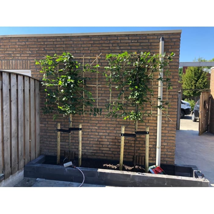 Hainbuche als Spalier