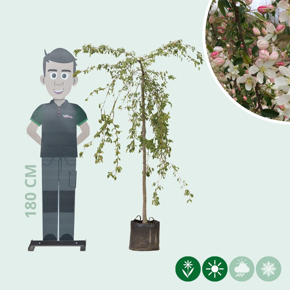 Grüner Hänge-Zierapfel