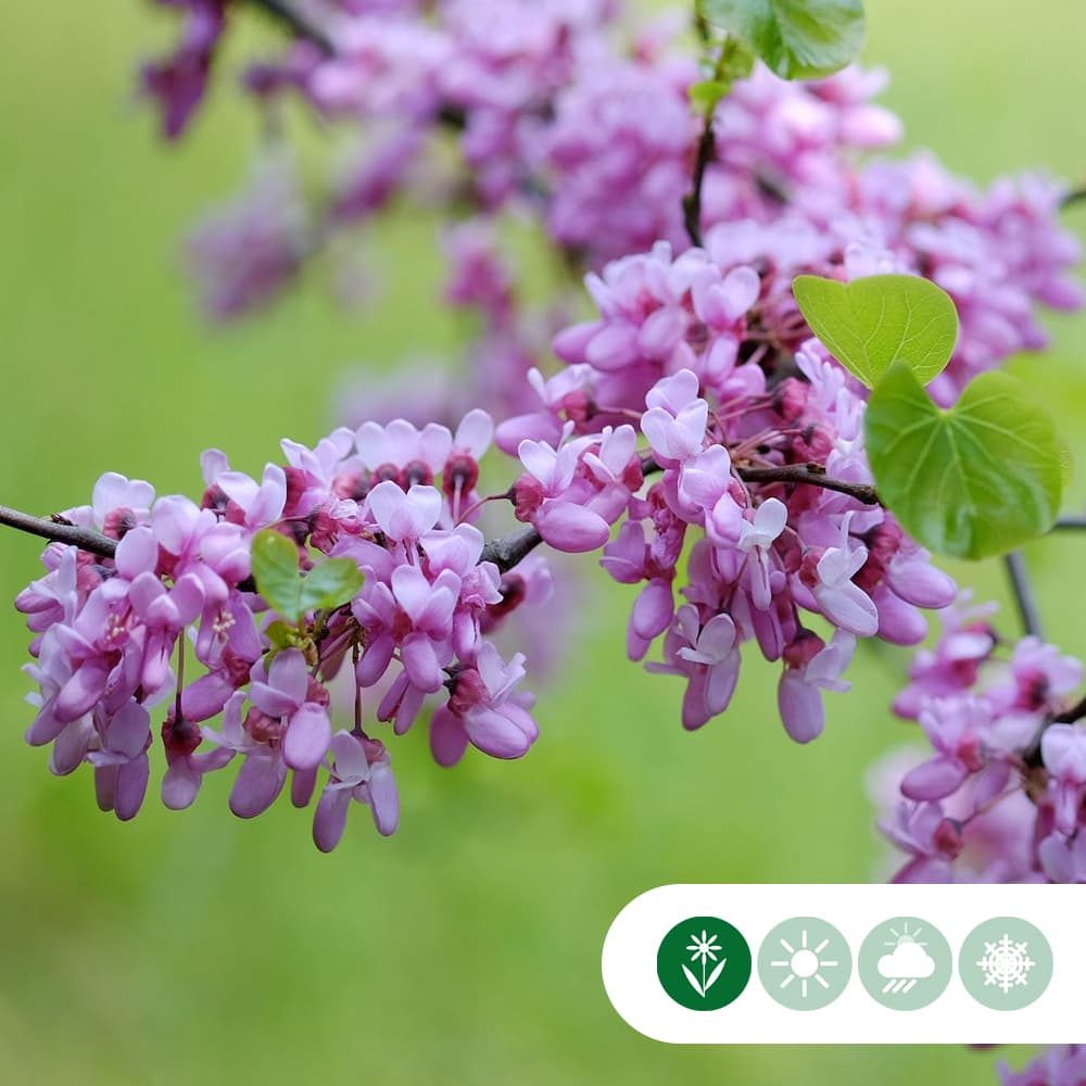 Gewöhnlicher Judasbaum mehrstämmig