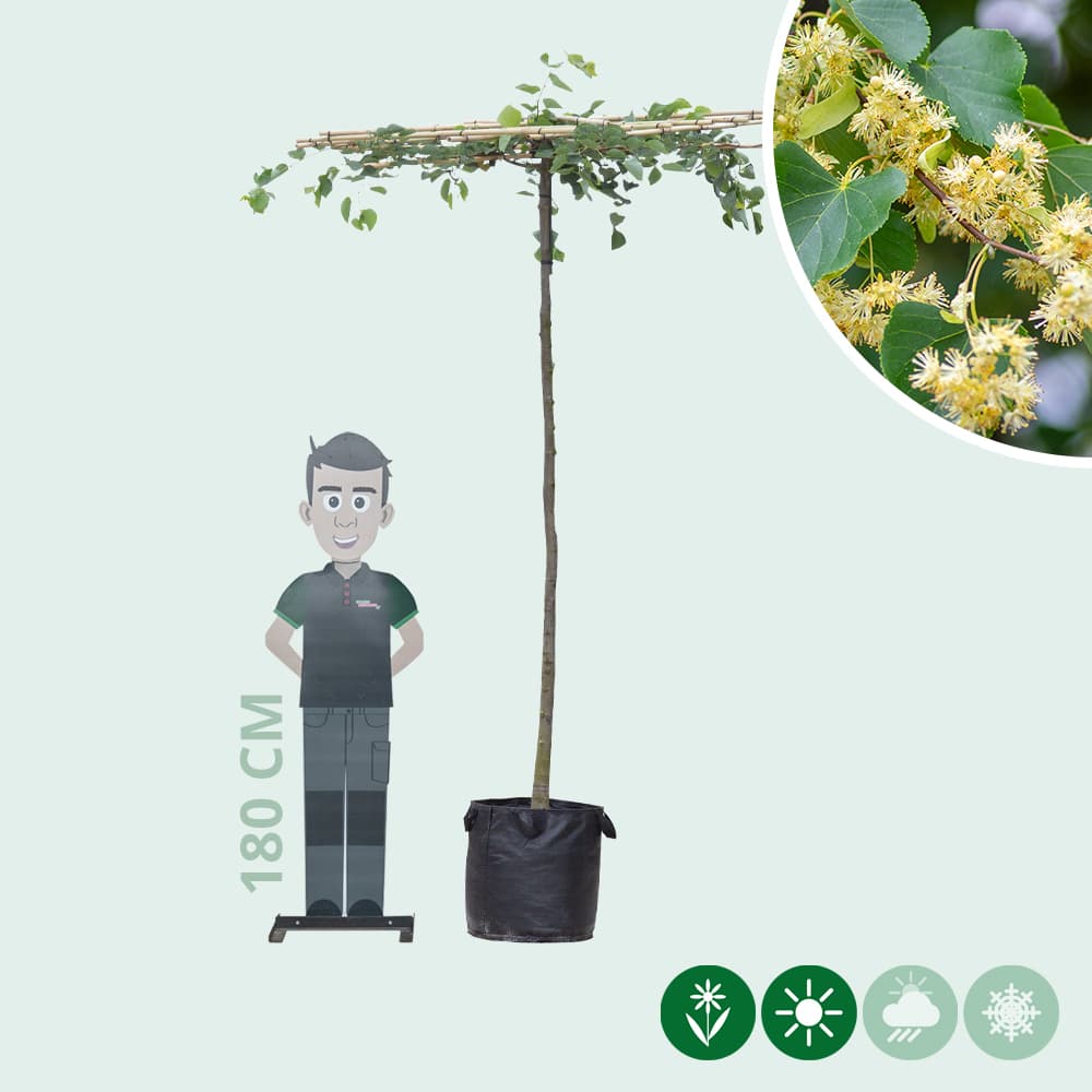 Linde quadratisches Dach