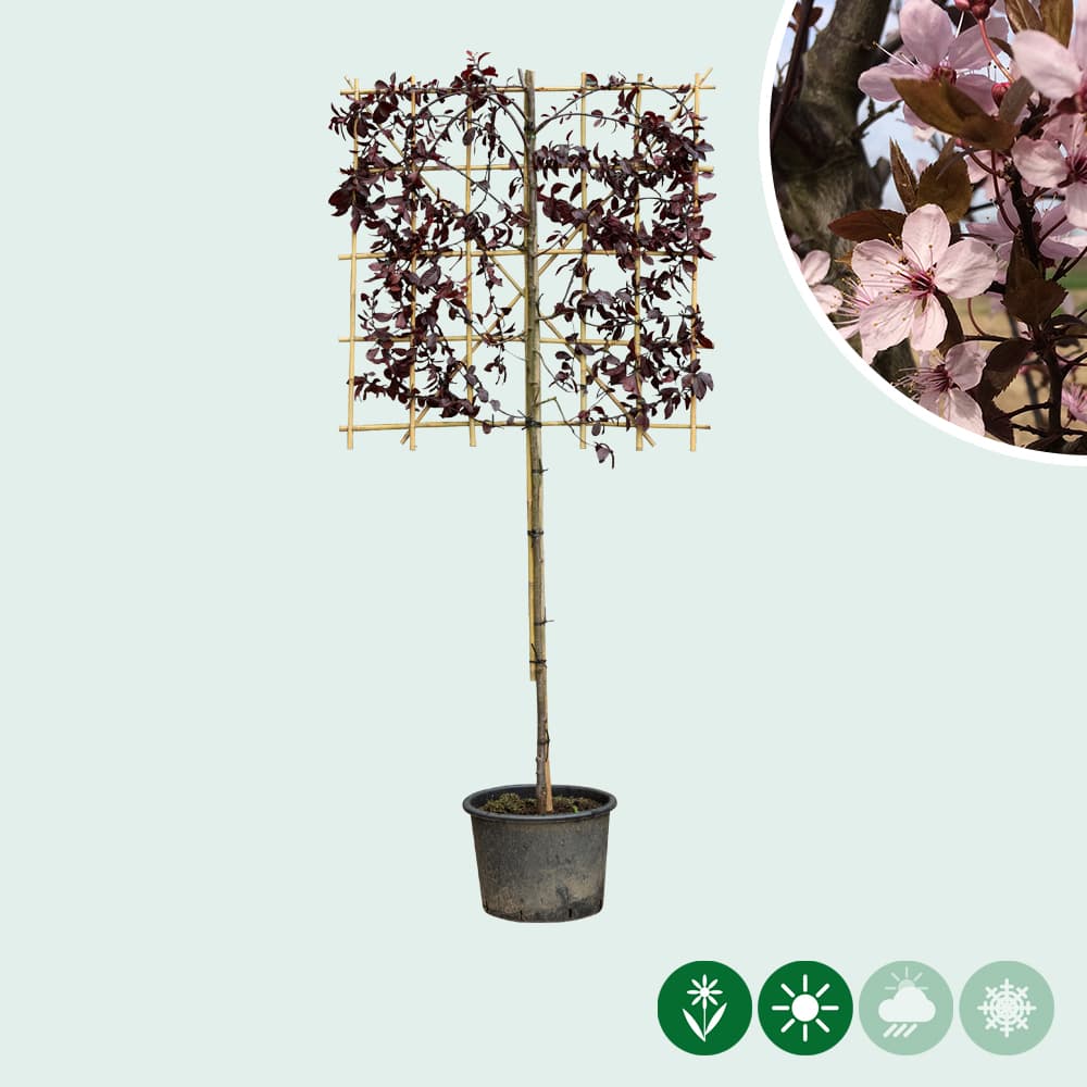 Zierpflaume als Spalier