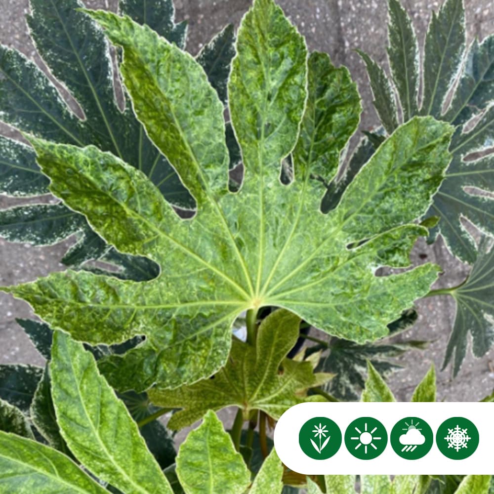 Zimmeraralie Spiders web