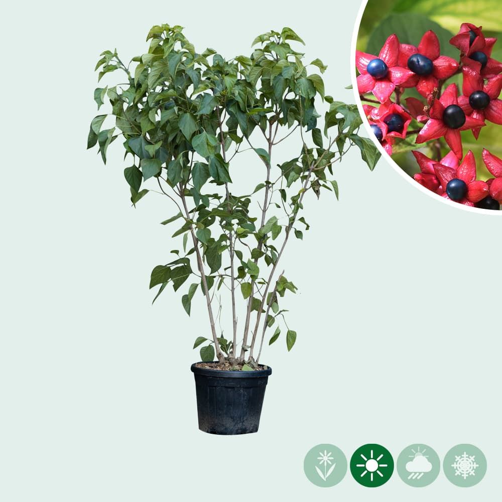 Losbaum mehrstämmig